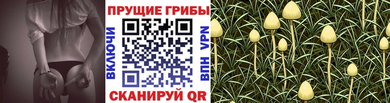 Псилоцибиновые грибы GOLDEN TEACHER  Шарья 